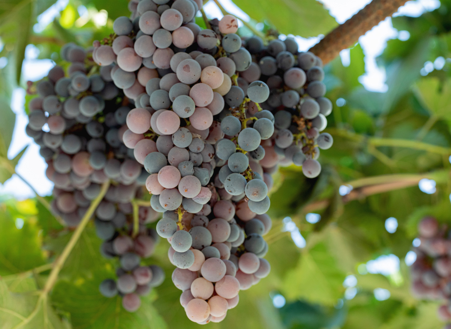 Lubrusca Grape 
